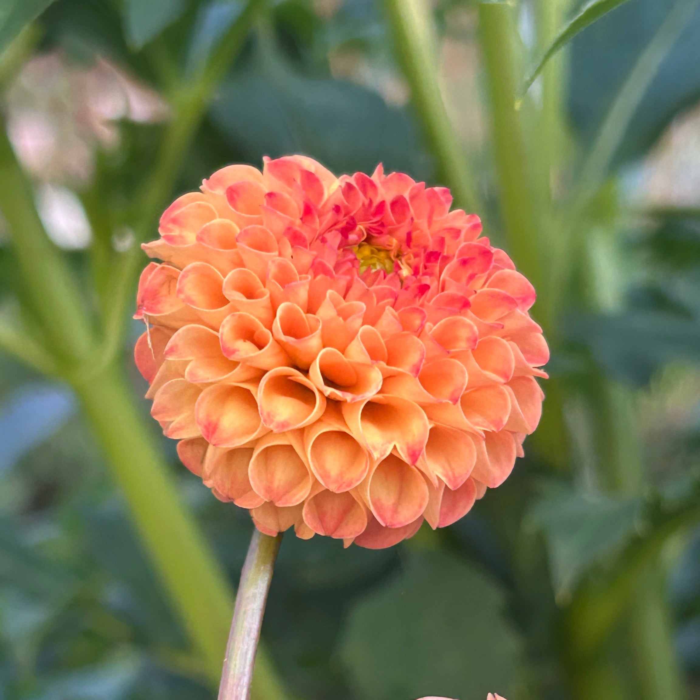 One orange-peach-colored dahlias with green leaves in the background