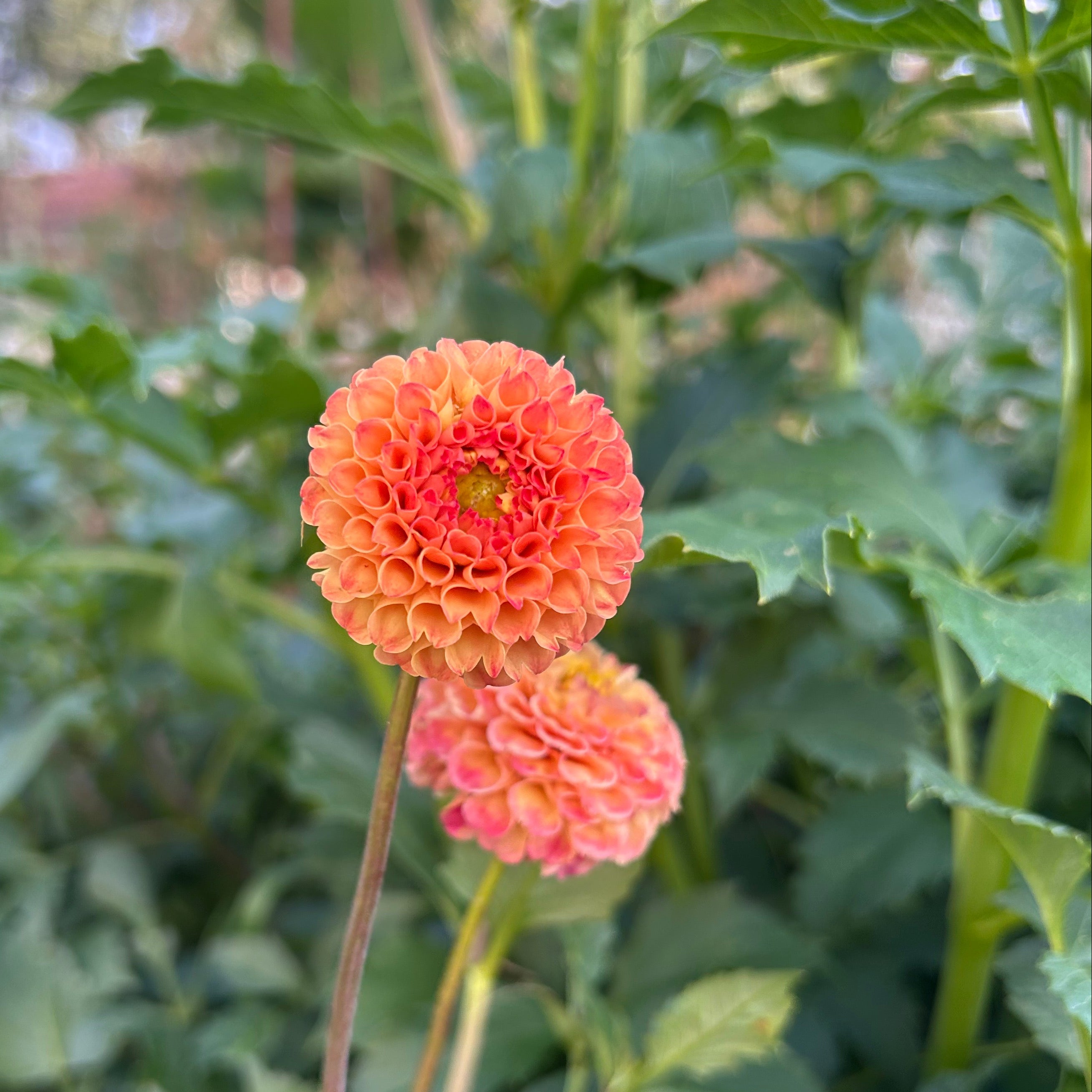 Two orange-peach dahlia flowers with green leaves in the background