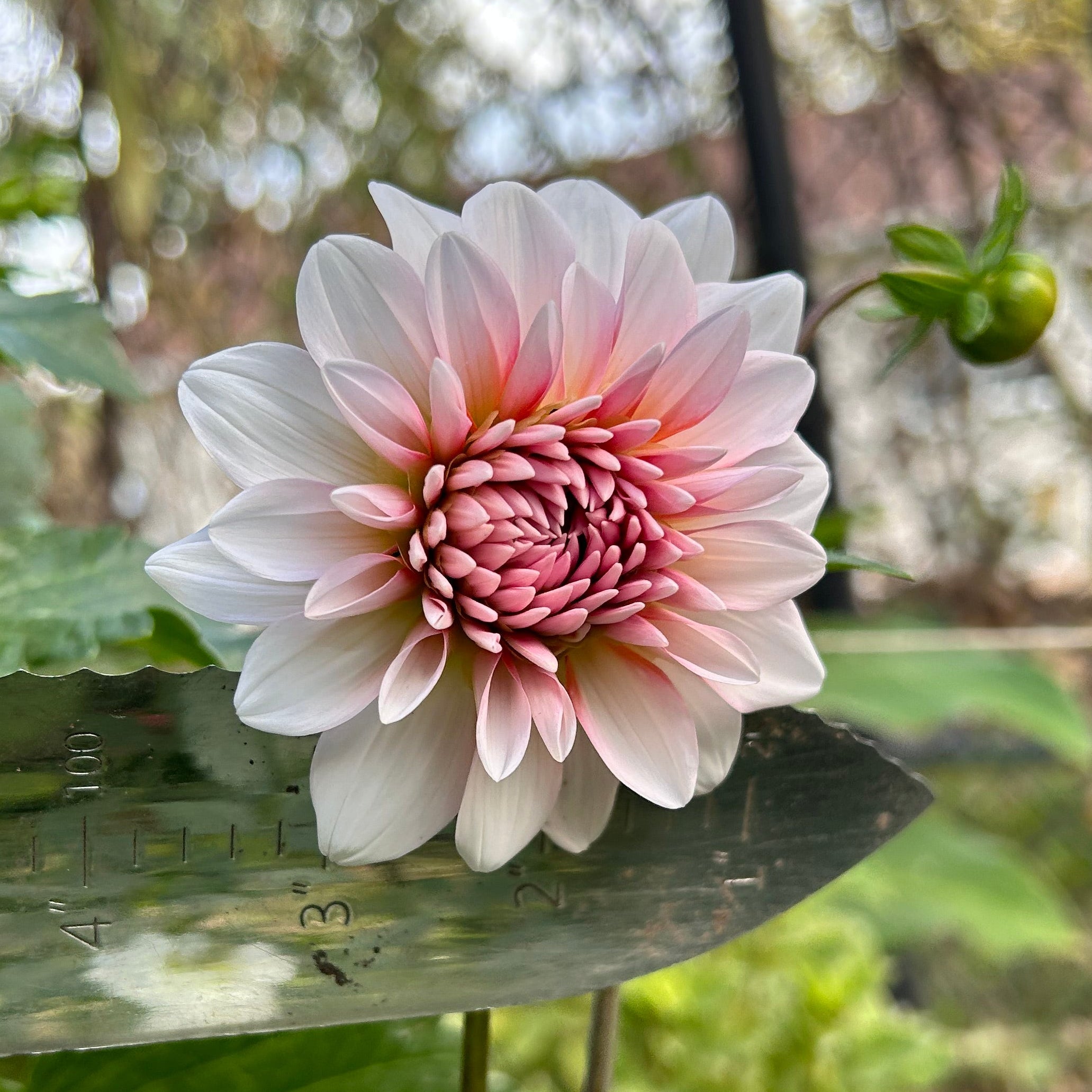 Pale pink dahlia with green leaves and a blurred background