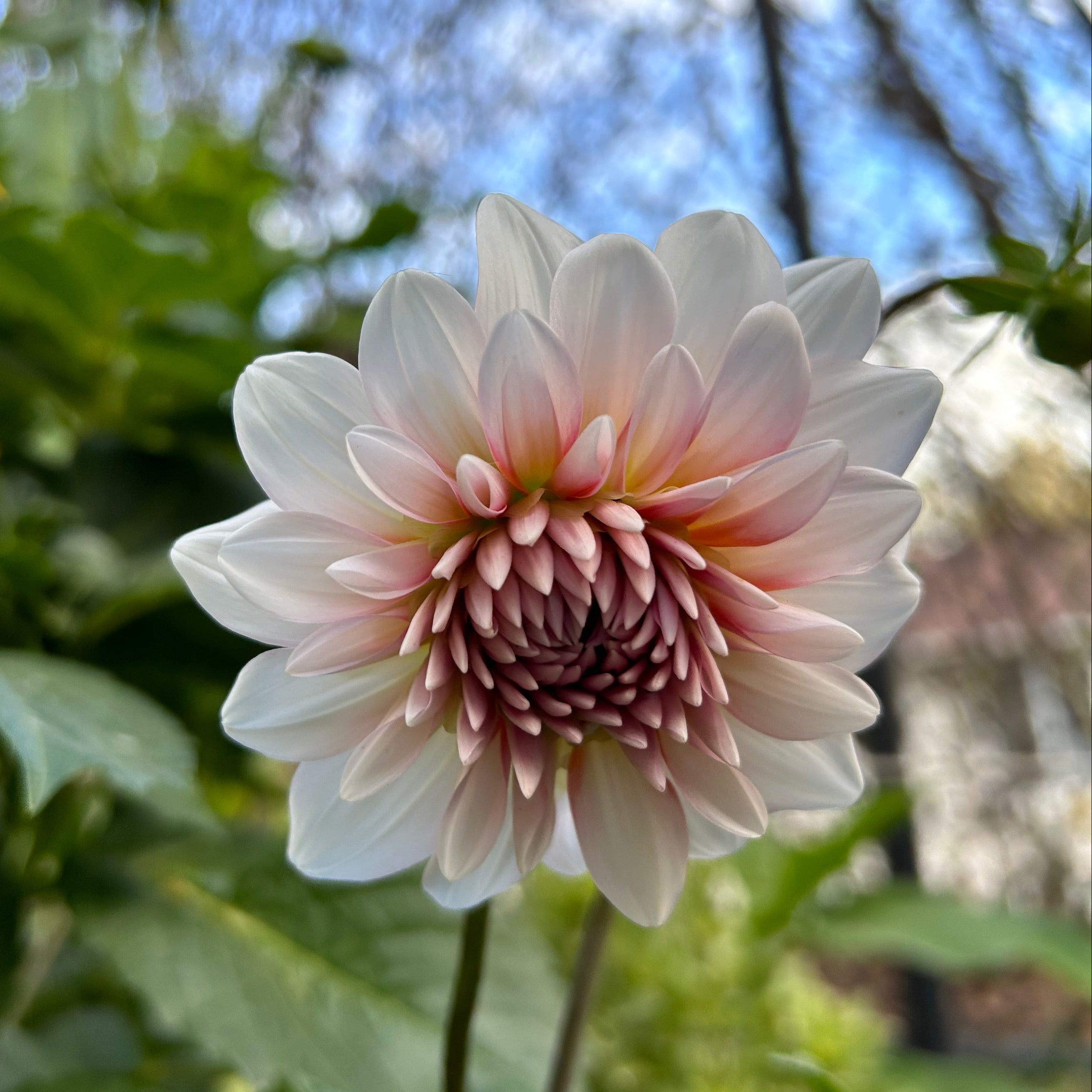 Pale pink dahlia flower with green leaves and a blurred background