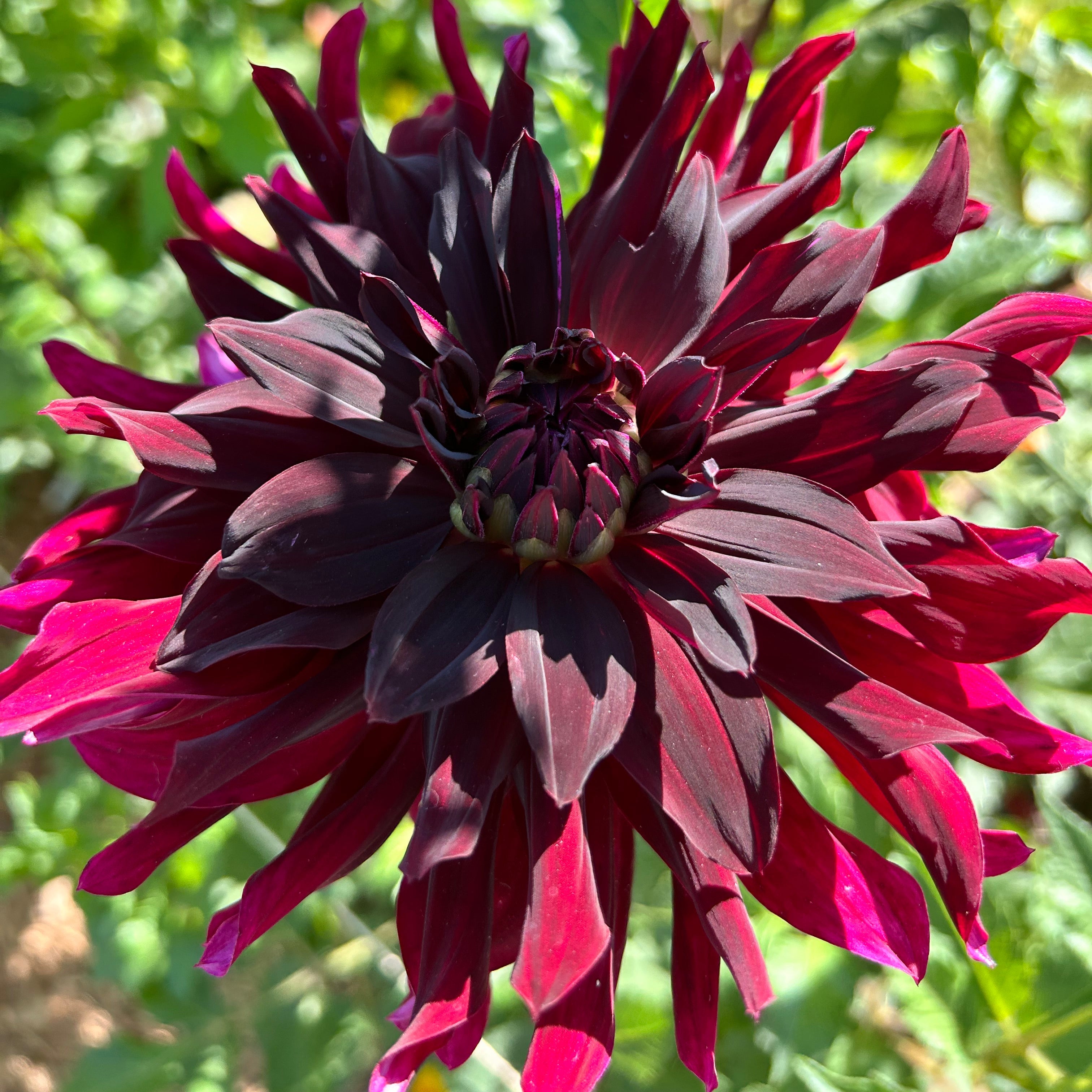 Dark red dahlia flower with green leaves in the background