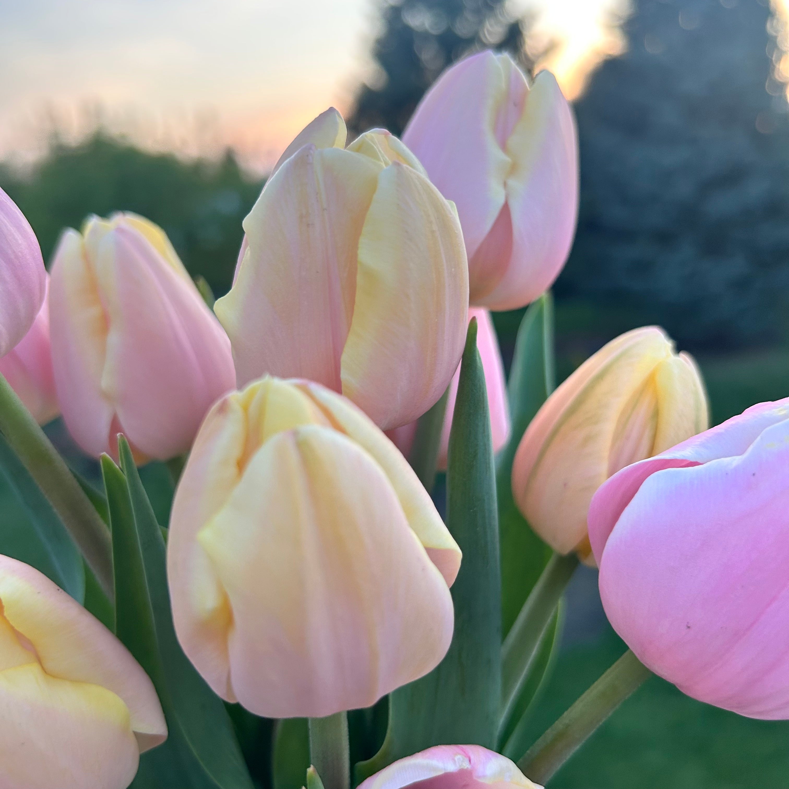 Close-up of pink tulips with a blurred natural background