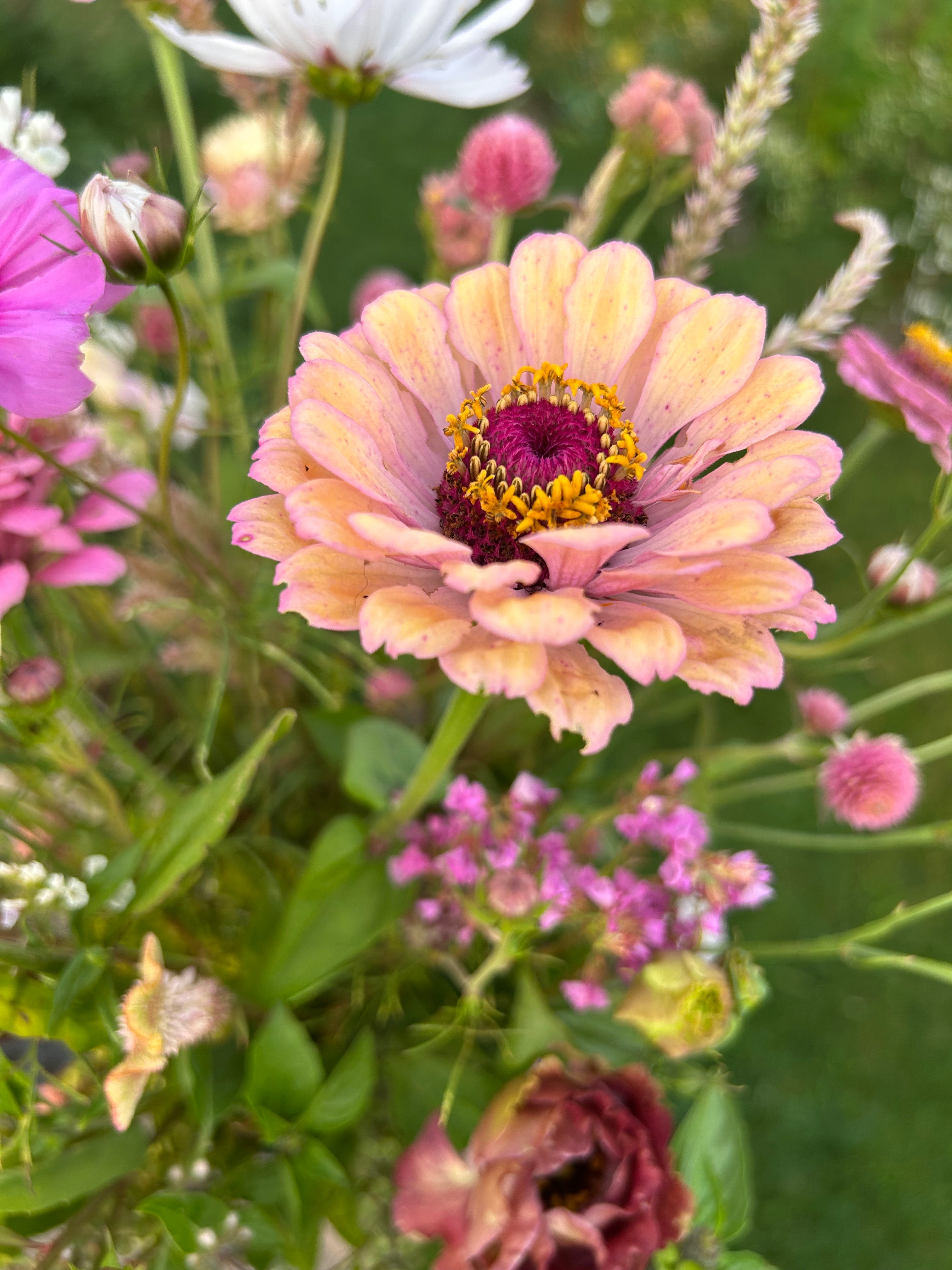 Close-up of a pink flower with a yellow center amidst other flowers and greenery