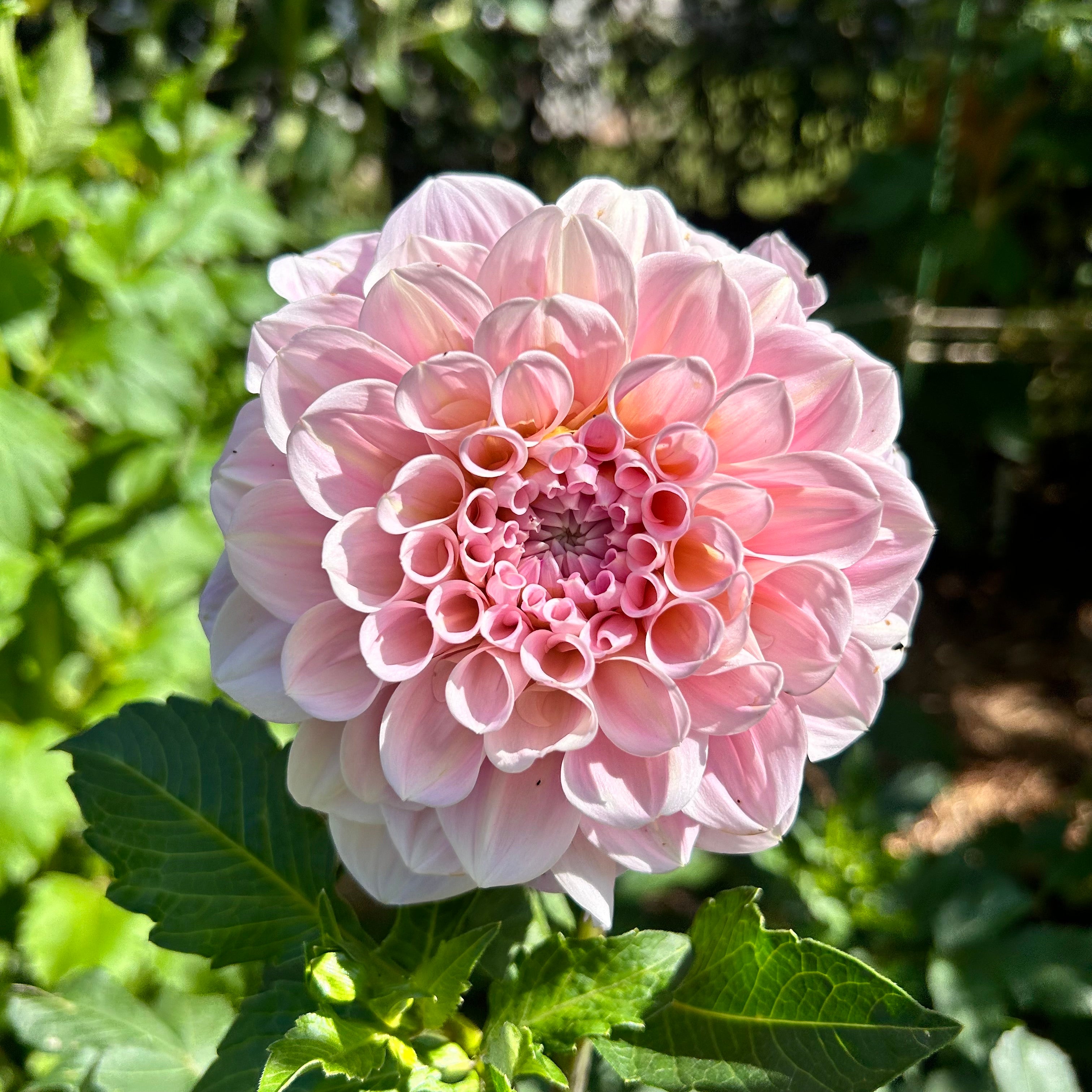 Close-up of a pink dahlia with green leaves in the background