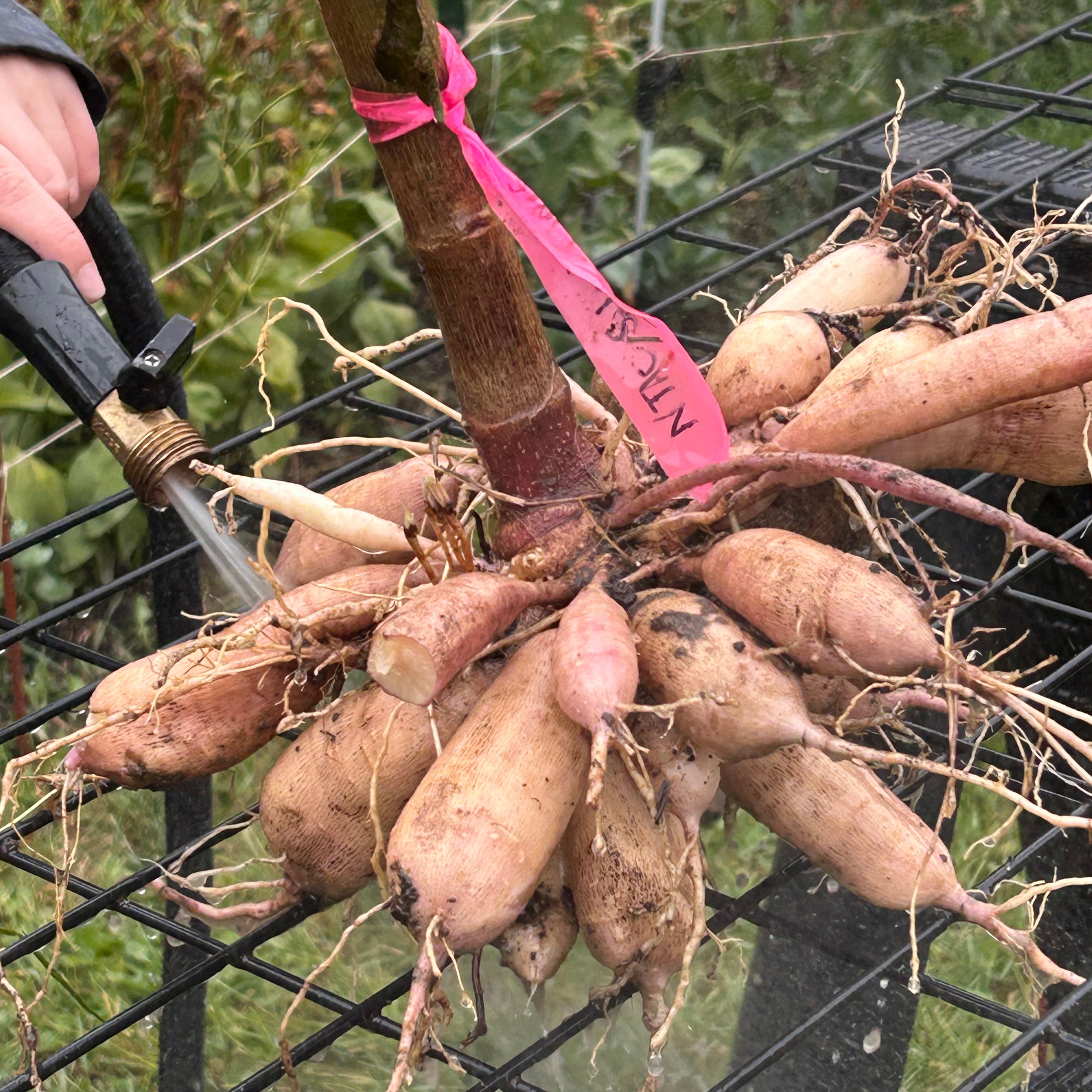 A cluster of freshly harvested dahlia tubers with a green stem and roots, held on a black wire rack in a garden. A hand is visible on the left holding a hose, and a pink tag is tied to the stem.