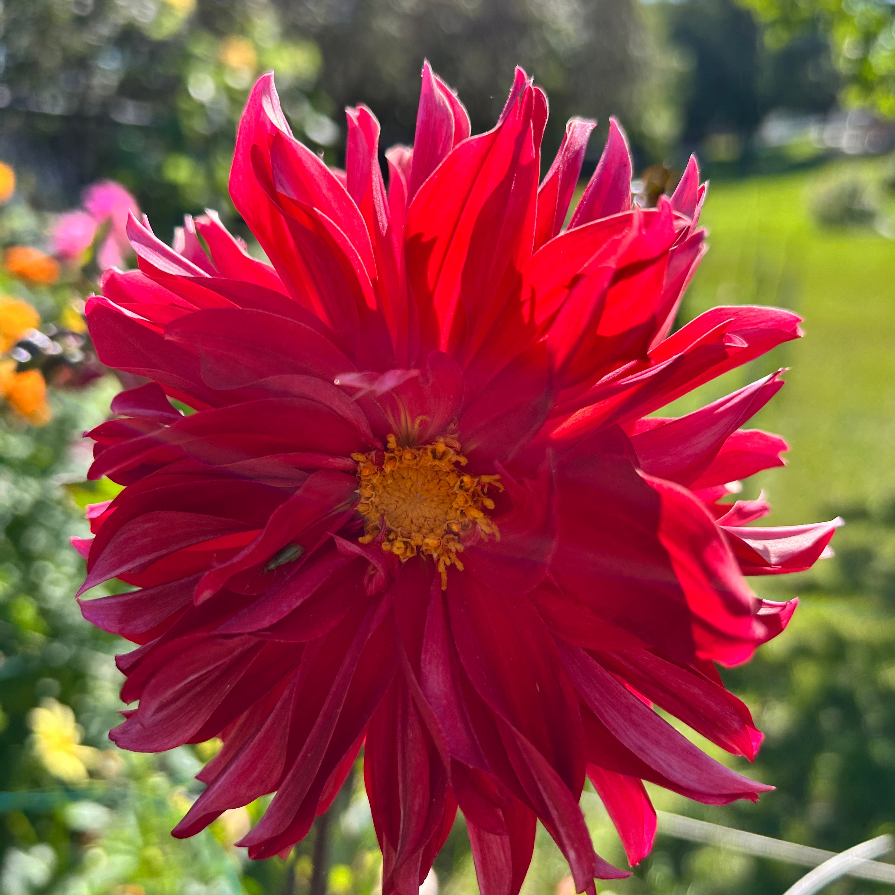 Close-up of a vibrant red dahlia flower with a blurred green background