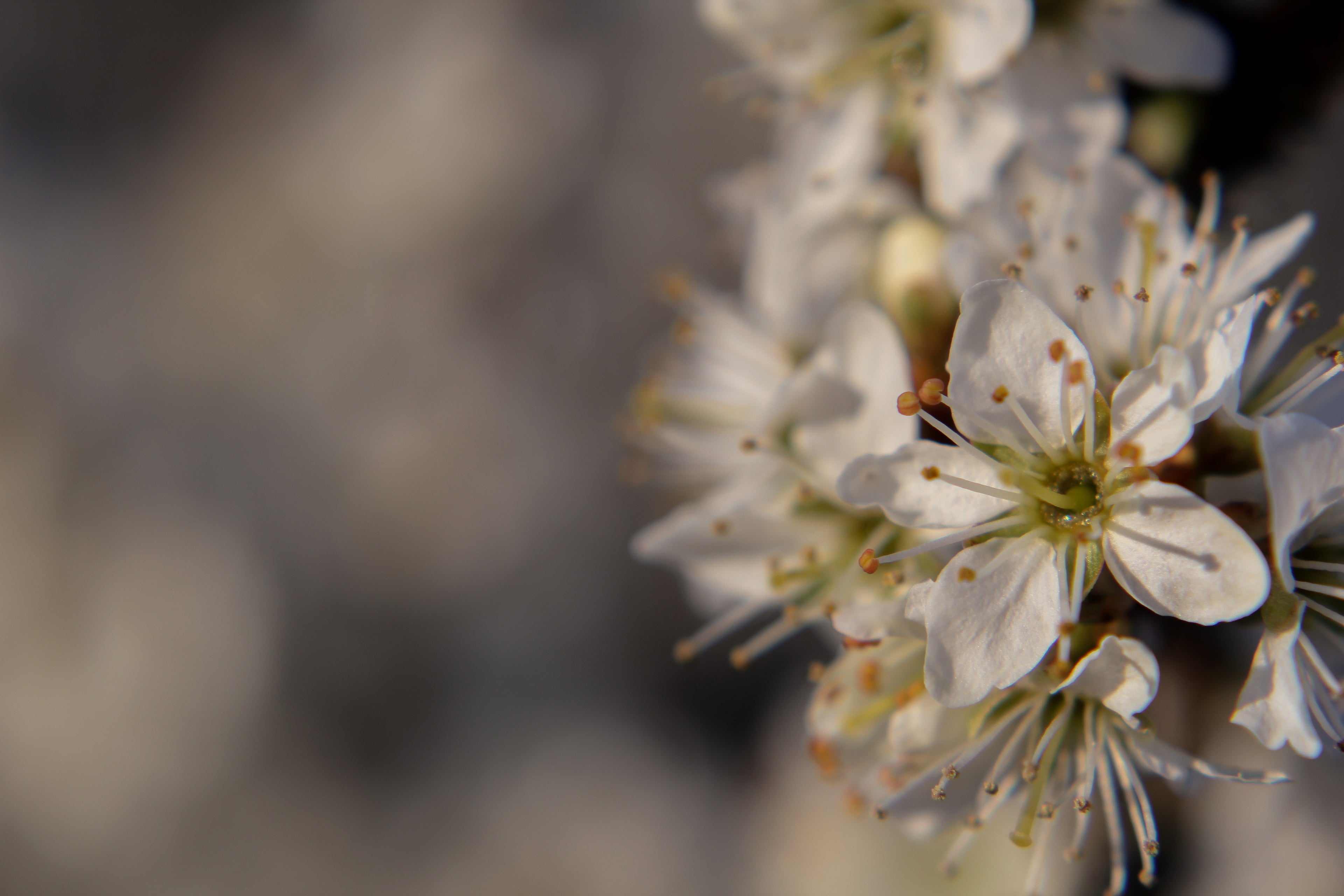 Close up of white allium and blurred background