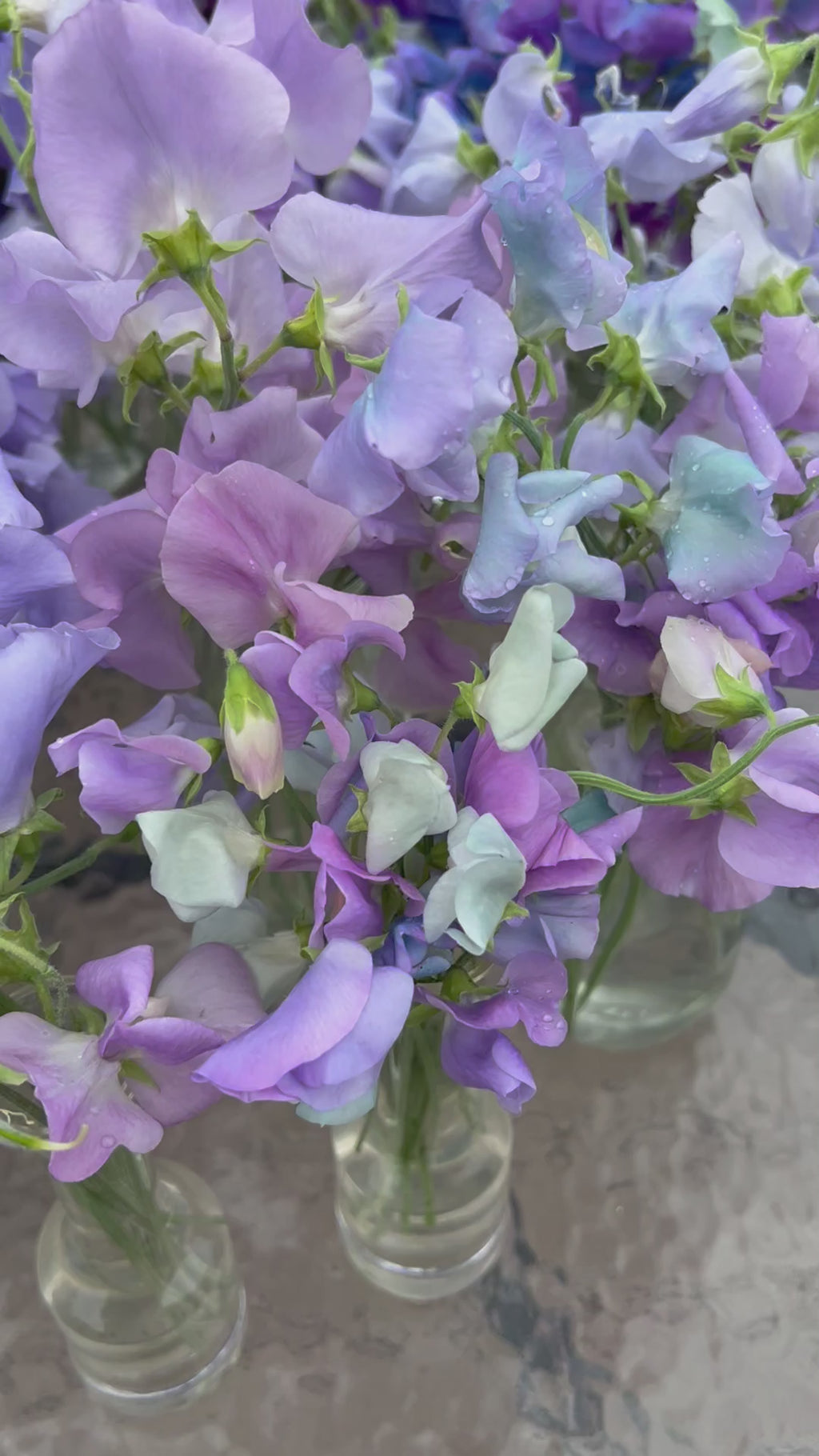 Summer sweet peas in bud vase arrangements en masse featuring a range of colors from purples, blues, pinks, reds, and whites