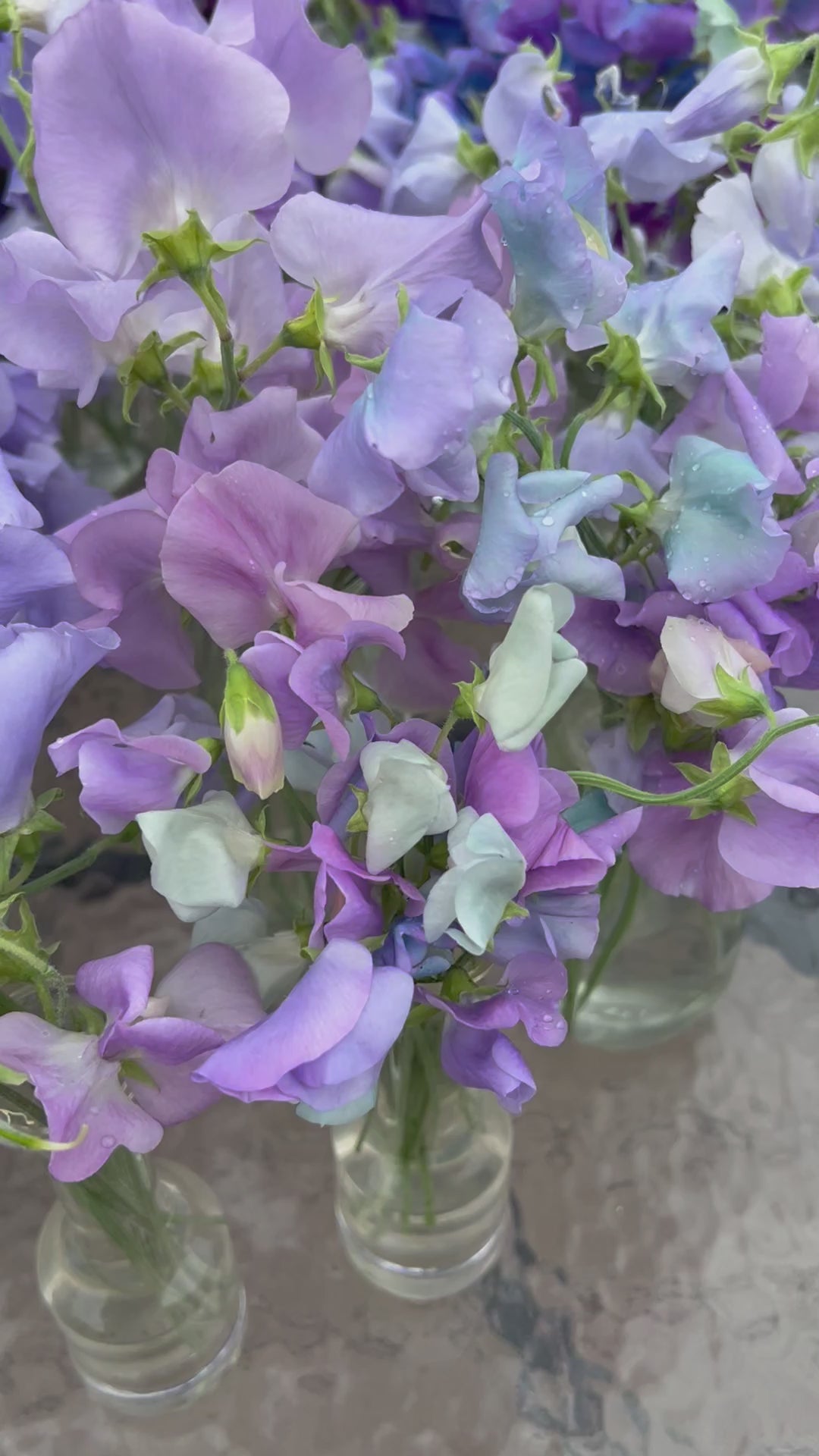 Summer sweet peas in bud vase arrangements en masse featuring a range of colors from purples, blues, pinks, reds, and whites